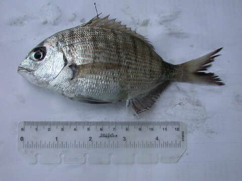 Image of White Seabream