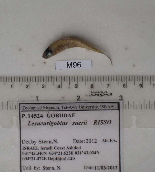 Image of Lesueurigobius
