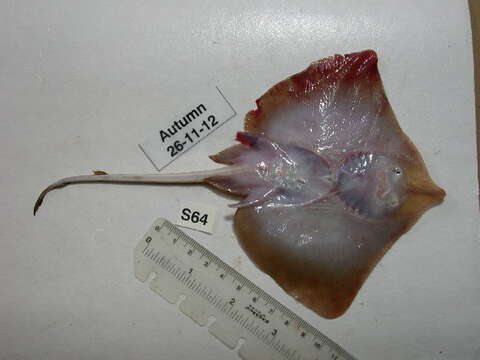 Image of Brown ray