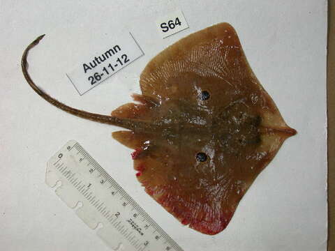 Image of Brown ray