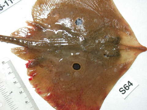 Image of Brown ray