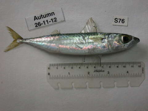 Image of Pacific Chub Mackerel