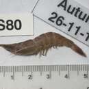 Image of Southern rough shrimp