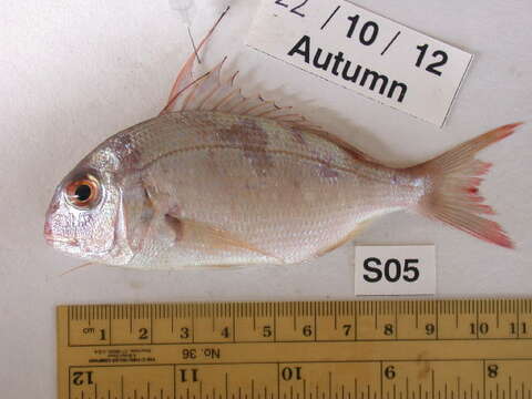 Image of Bluepointed porgy