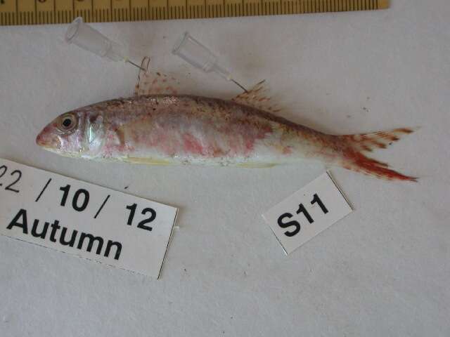 Image of Por&#39;s goatfish