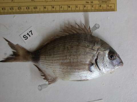 Image of White Seabream