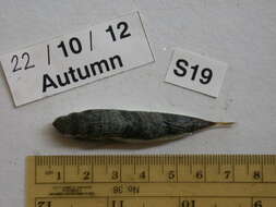 Image of Silver-cheeked Toadfish