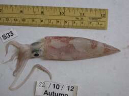 Image of European squid