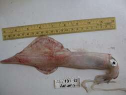 Image of European squid