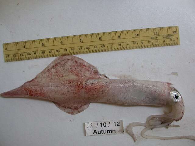 Image of European squid