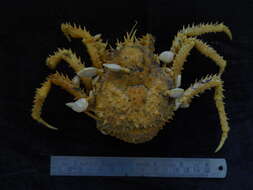 Image of king crabs