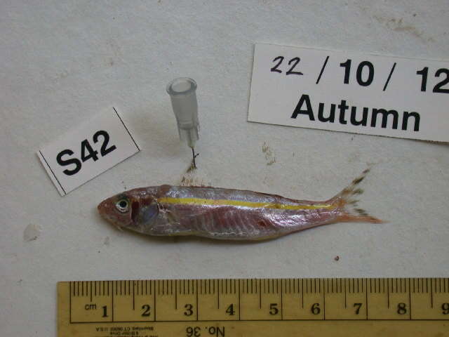 Image of Goldband goatfish