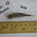 Image of Batfish