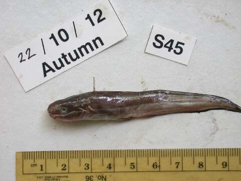 Image of Striped catfish