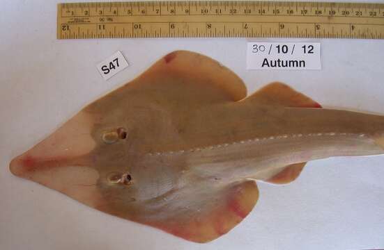 Image of Common Guitarfish