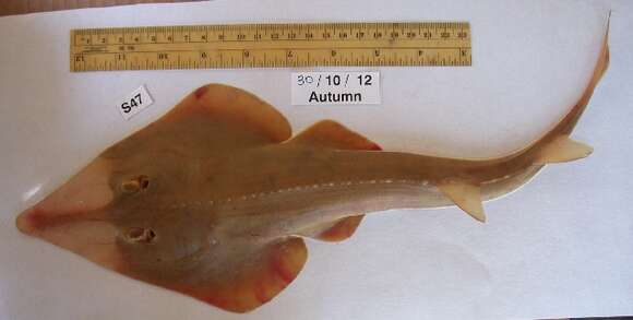 Image of Common Guitarfish