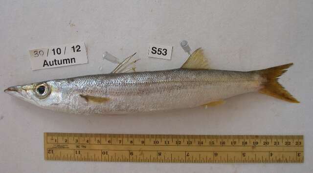 Image of Yellowstripe barracuda