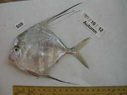 Image of African Threadfish