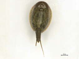 Image of Triopsidae