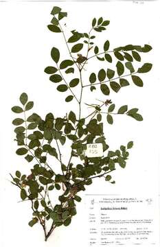 Indigofera fulgens Baker的圖片