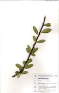 Image of Boscia angustifolia A. Rich.