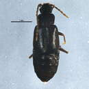 Image of Microedus laticollis (Mannerheim 1843)