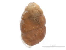 Image of Vertigo pygmaea (Draparnaud 1801)