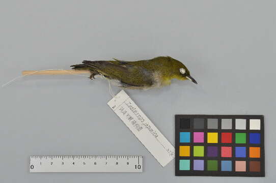 Image of Japanese White-eye