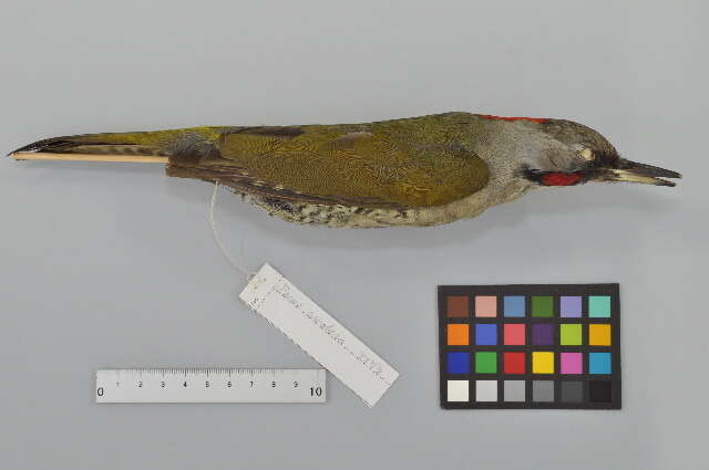 Image of Japanese Green Woodpecker