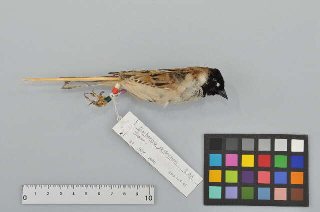 Image of Japanese Reed Bunting