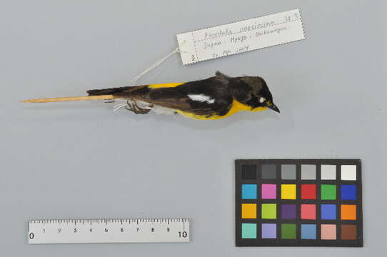 Ficedula narcissina (Temminck 1836) resmi