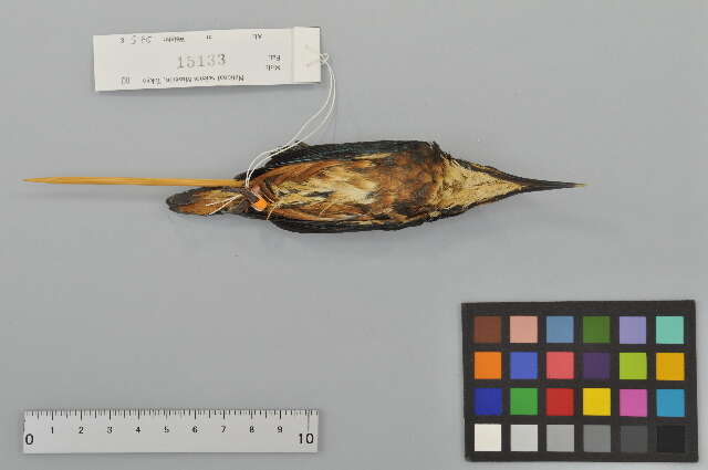 Image of Common Kingfisher