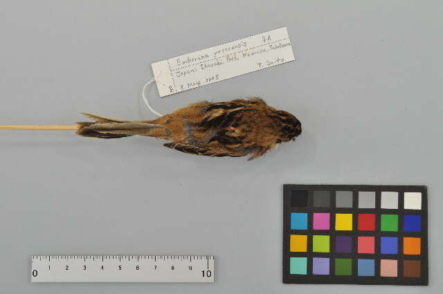 Image of Japanese Reed Bunting