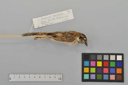 Imagem de Emberiza Linnaeus 1758