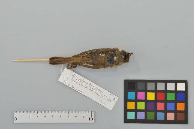 Image of Black-browed Reed Warbler