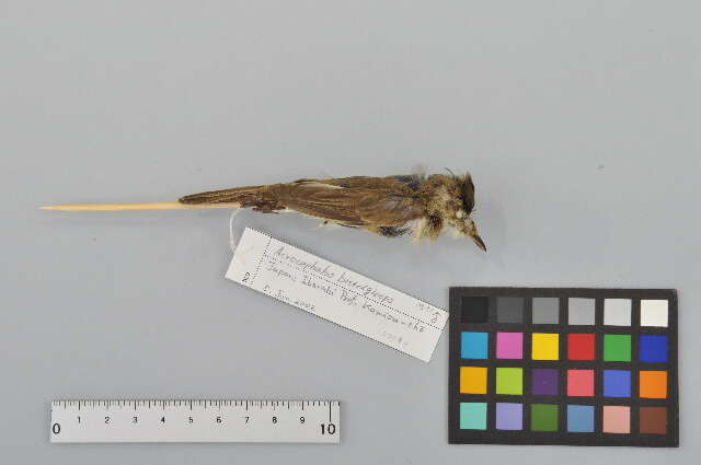 Image of Black-browed Reed Warbler