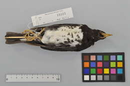 Plancia ëd Turdus cardis Temminck 1831