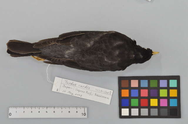 Plancia ëd Turdus cardis Temminck 1831