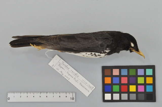 Plancia ëd Turdus cardis Temminck 1831