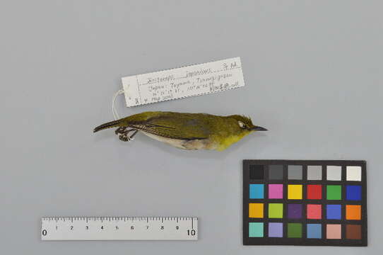 Image of Japanese White-eye