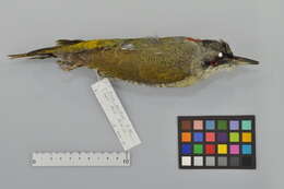 Image of Japanese Green Woodpecker