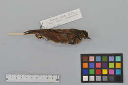 Image of Japanese Accentor