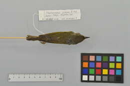 Image of Ijima's Leaf Warbler