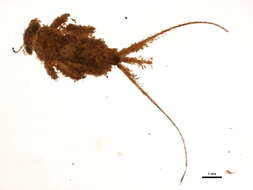 Image of Maccaffertium terminatum (Walsh 1862)