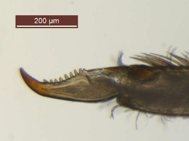 Image of <i>Ephemerella dorothea infrequens</i>