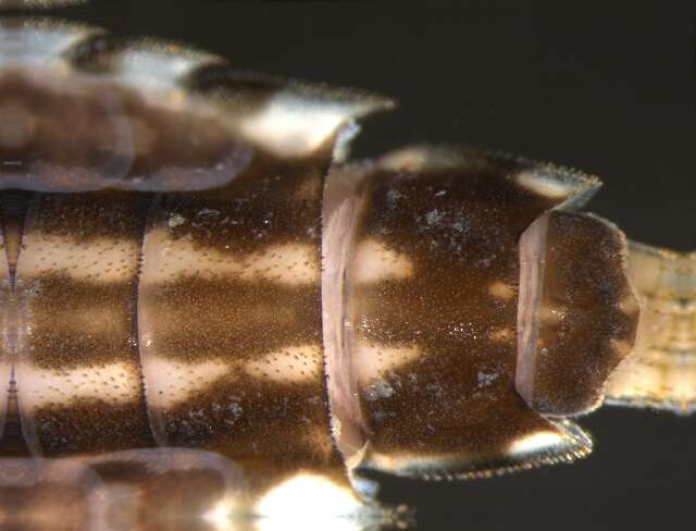 Image of <i>Ephemerella dorothea infrequens</i>