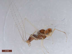 Image of <i>Ephemerella dorothea infrequens</i>