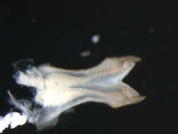 Image of <i>Ephemerella dorothea infrequens</i>