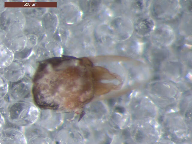 Image of <i>Neoleptophlebia heteronea</i>