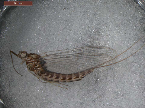 Siphlonurus occidentalis (Eaton 1885) resmi